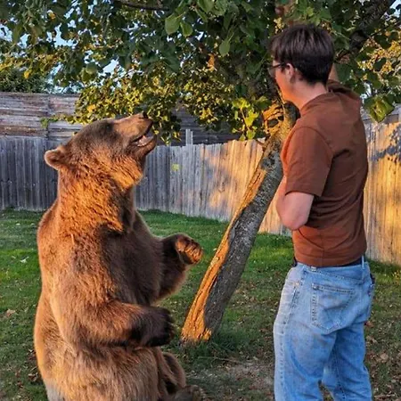 Κάμπινγκ Avec Terrasse A Sauveterre-de-rouergue, 2 Chambres, Equipements Complets - Api-1-52-410